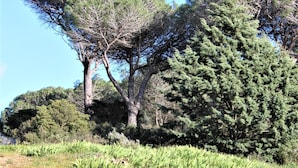 Ein Garten mit einem großen Nadelbaum und einem kleineren Baum mit dichtem Blätterdach.