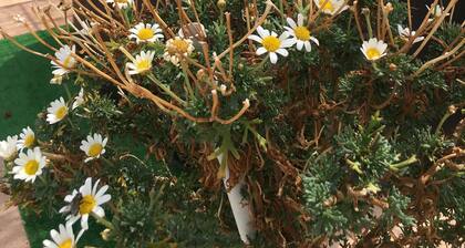 99m2 vacation home for 8 people facing shared pool