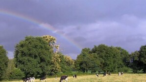 A rural landscape with cows grazing and a rainbow in the sky.