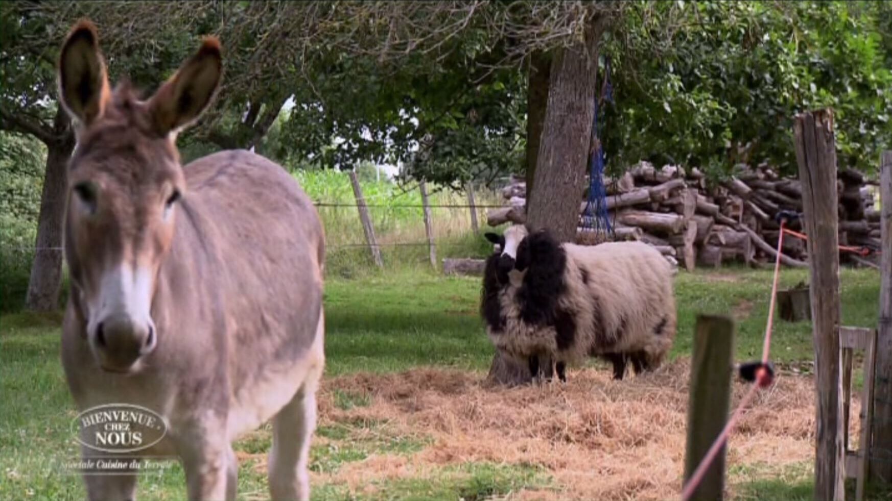 Un âne et un mouton se trouvent dans un espace clos, entouré d’arbres, avec une pile de bûches en arrière-plan.