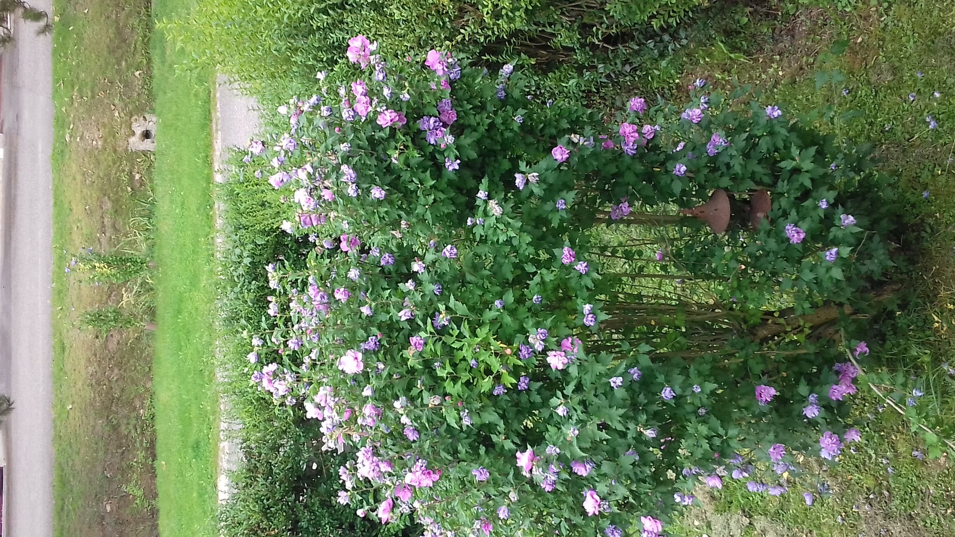 Isa's house in the countryside