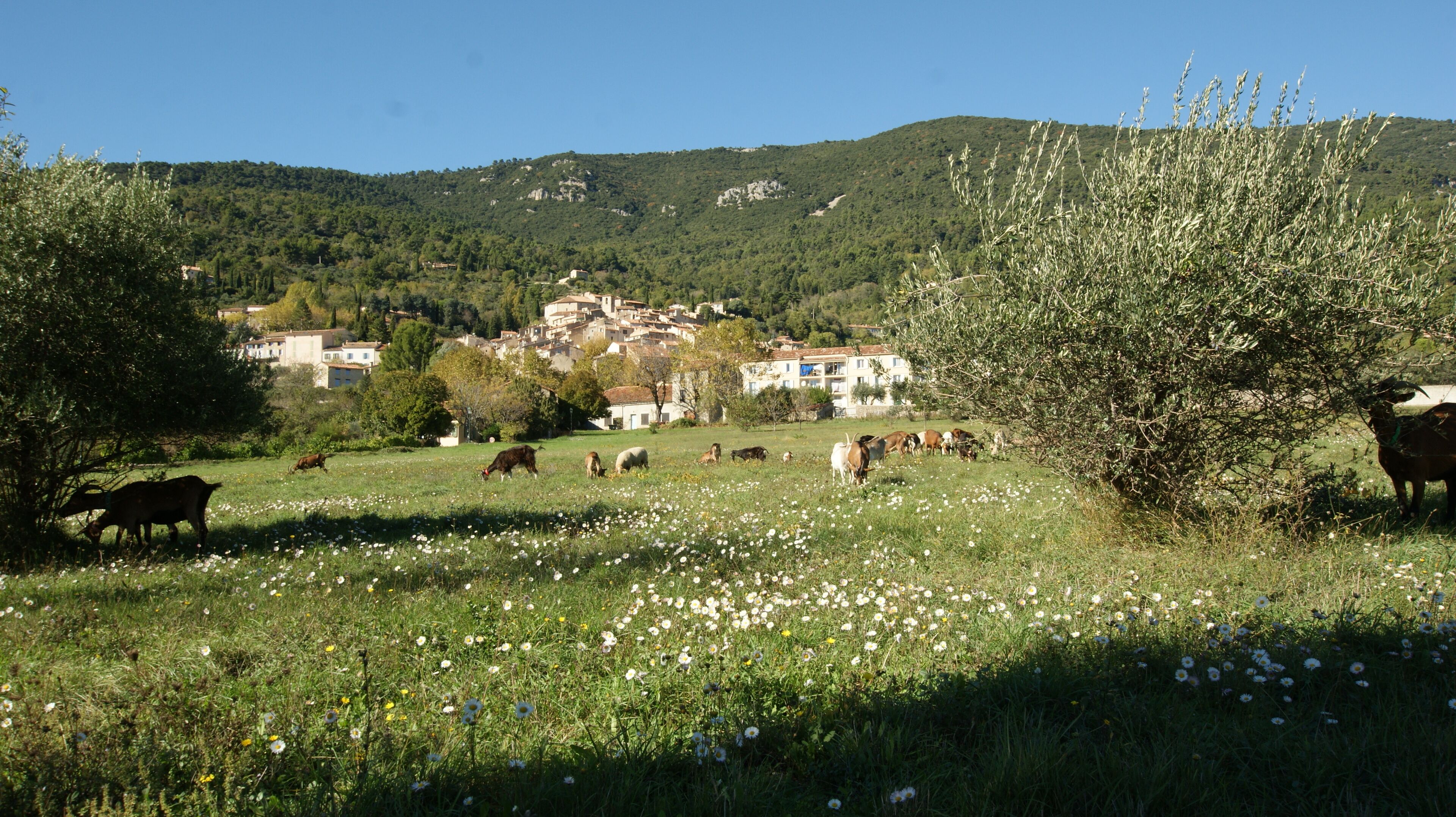 A rural landscape with grazing animals and a village in the background.