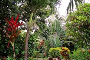 Um jardim exuberante com diversas plantas e árvores tropicais.