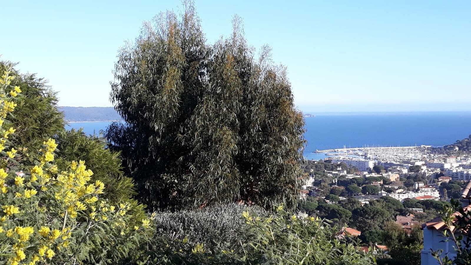 A coastal cityscape with a prominent tree in the foreground and a view of the sea and buildings in the background.