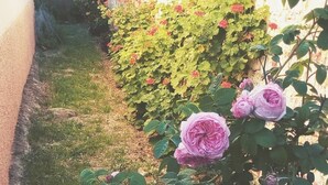 Un giardino con rose rosa e verdeggiante vegetazione, un edificio bianco con una finestra e un muro rosso.
