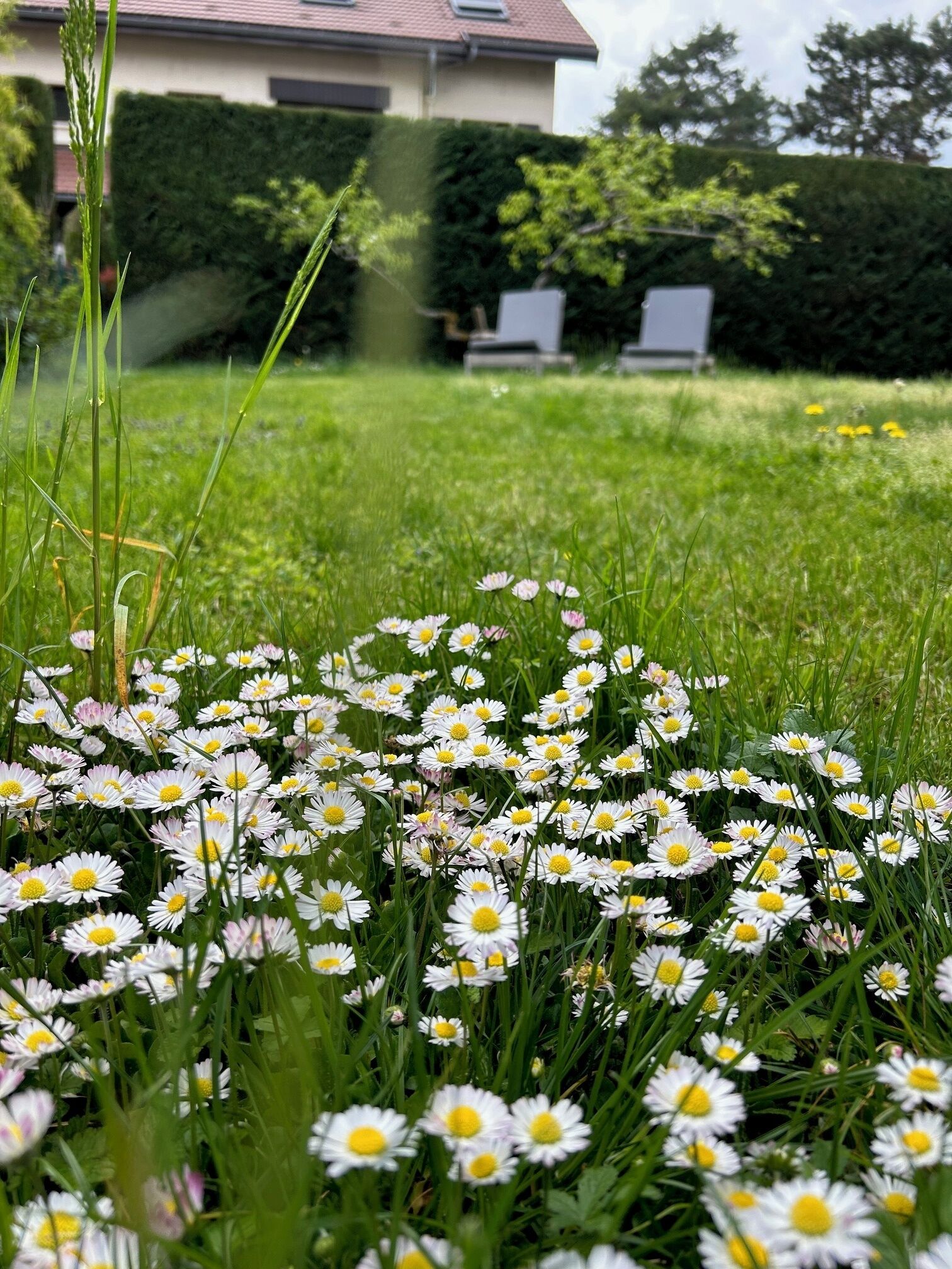 Un jardin avec des marguerites blanches et de l’herbe verte.