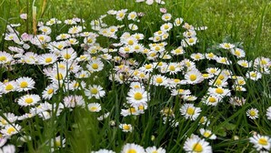 Um jardim com margaridas brancas e grama verde.