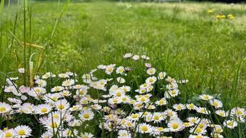 Un jardin avec des marguerites blanches et de l’herbe verte.