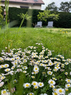 Un jardin avec des marguerites blanches et de l’herbe verte.