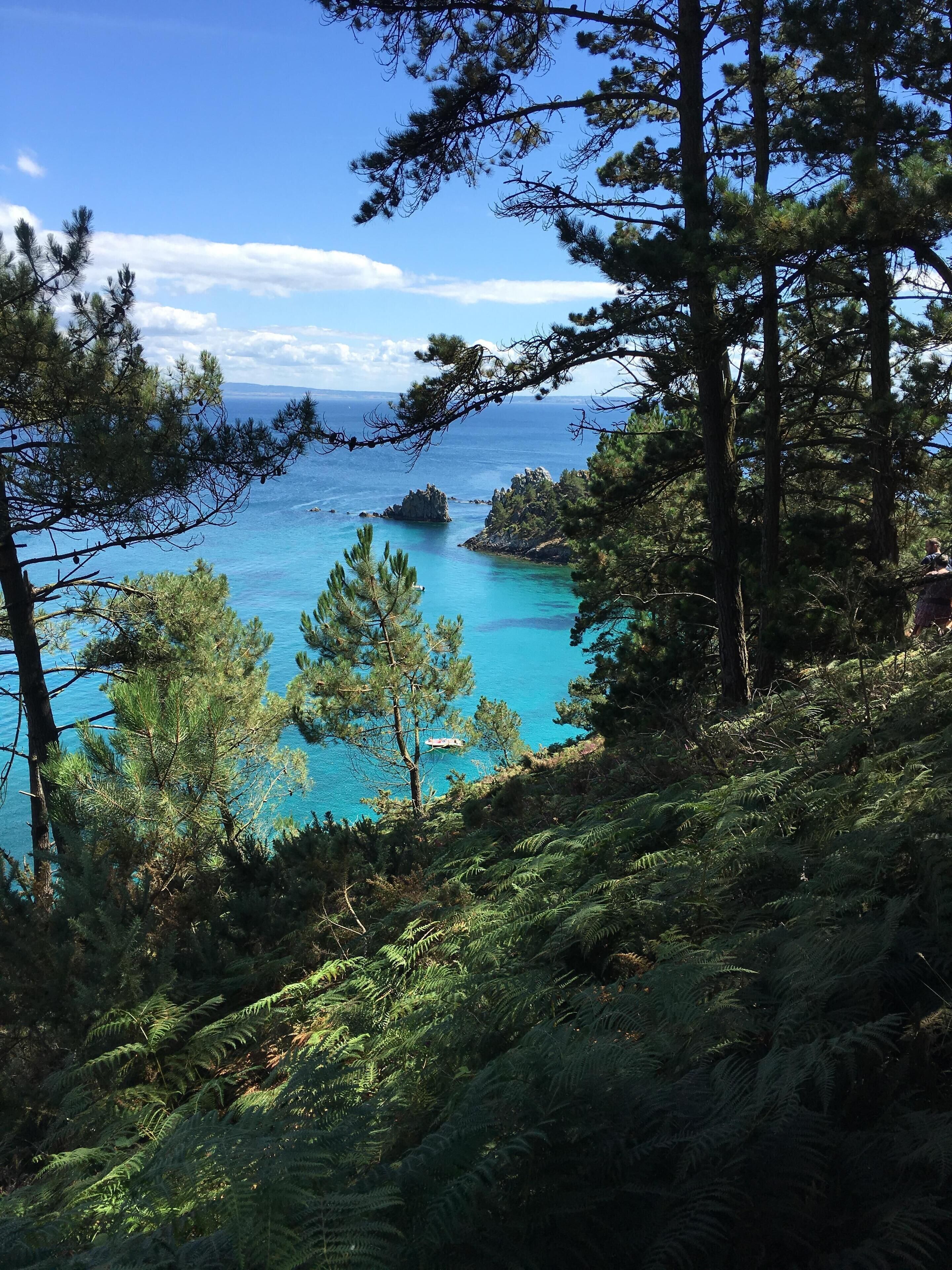 A coastal landscape with dense pine trees and a clear view of the sea.