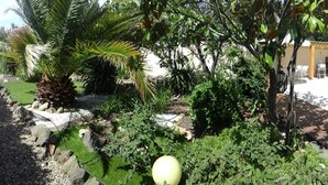 Een tuin met palmbomen, diverse struiken en een wit gebouw op de achtergrond.