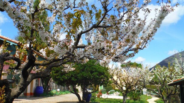 Un jardin avec des arbres en fleurs, un chemin pavé et un bâtiment dont on aperçoit un tonneau bleu à l’arrière-plan.