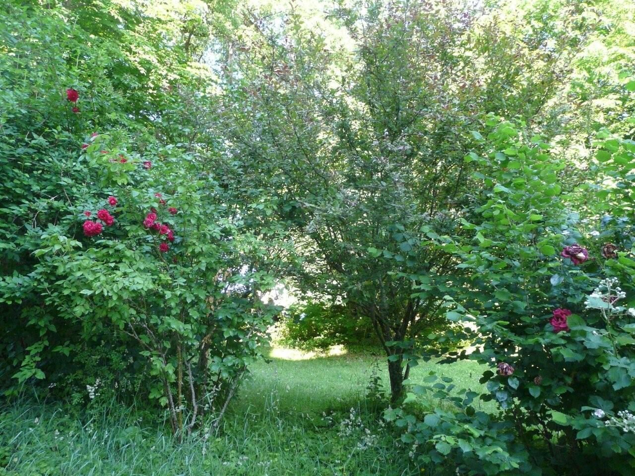 A garden with dense foliage and blooming red flowers.