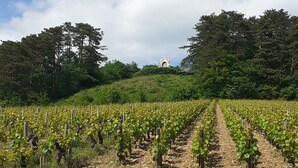 Ein Weinberg mit Rebenreihen und einer Kirche im Hintergrund.