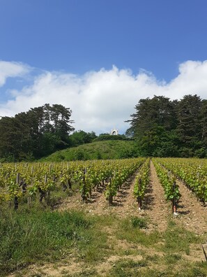 Rows of grapevines stretch towards a historic church set amidst lush green hills.