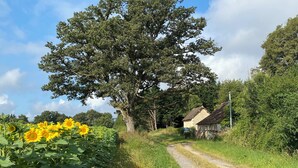 Une route de campagne bordée d’un grand arbre et d’un petit bâtiment situé sur la droite.