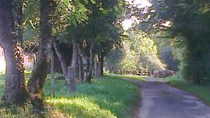 Un camino rural estrecho y pavimentado bordeado por árboles y hierba.