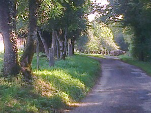 Une étroite route de campagne, pavée, bordée d’arbres et d’herbe.