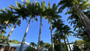 A row of tall palm trees with a clear blue sky.