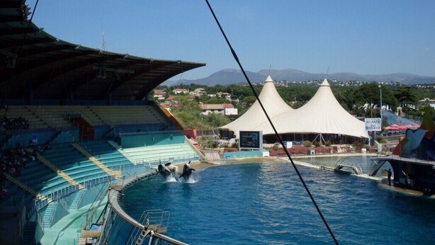 A large indoor swimming pool with dolphins performing, surrounded by spectator stands and a covered area. - CARQUEIRANNE APARTMENT WITH POOL 2MN BEACH (Carqueiranne)