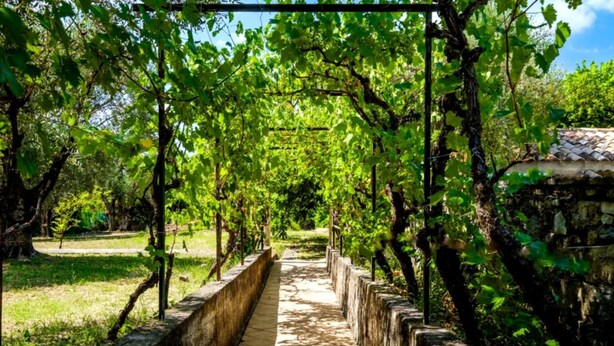 A pathway lined with grapevines and a stone wall on one side. - MY LIFE Fayence Land of Flight (FAYENCE)
