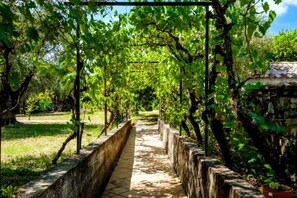 A pathway lined with grapevines and a stone wall on one side. - MY LIFE Fayence Land of Flight (FAYENCE)
