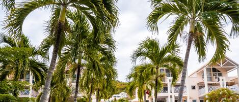 A pathway lined with palm trees leading to a building with multiple balconies and a pool area.