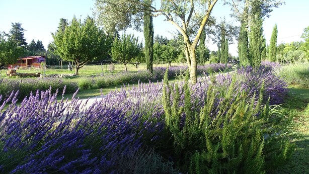 Un jardin avec des champs de lavande, des arbres et un petit bâtiment en arrière-plan.