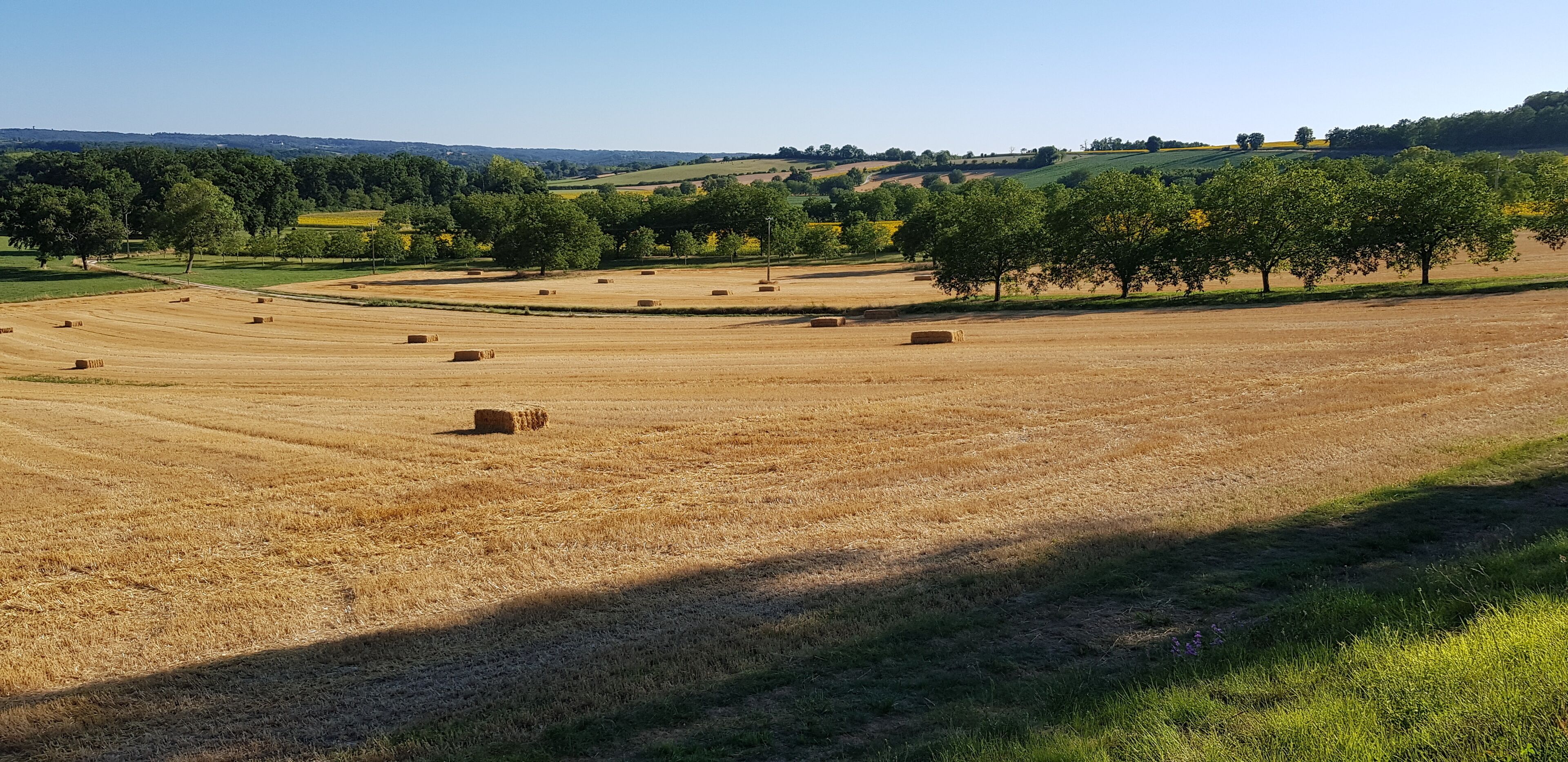A rural landscape with hay bales and trees.