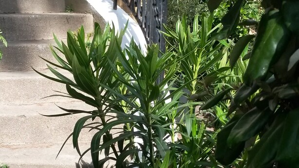 A potted plant in front of a staircase with a metal railing.