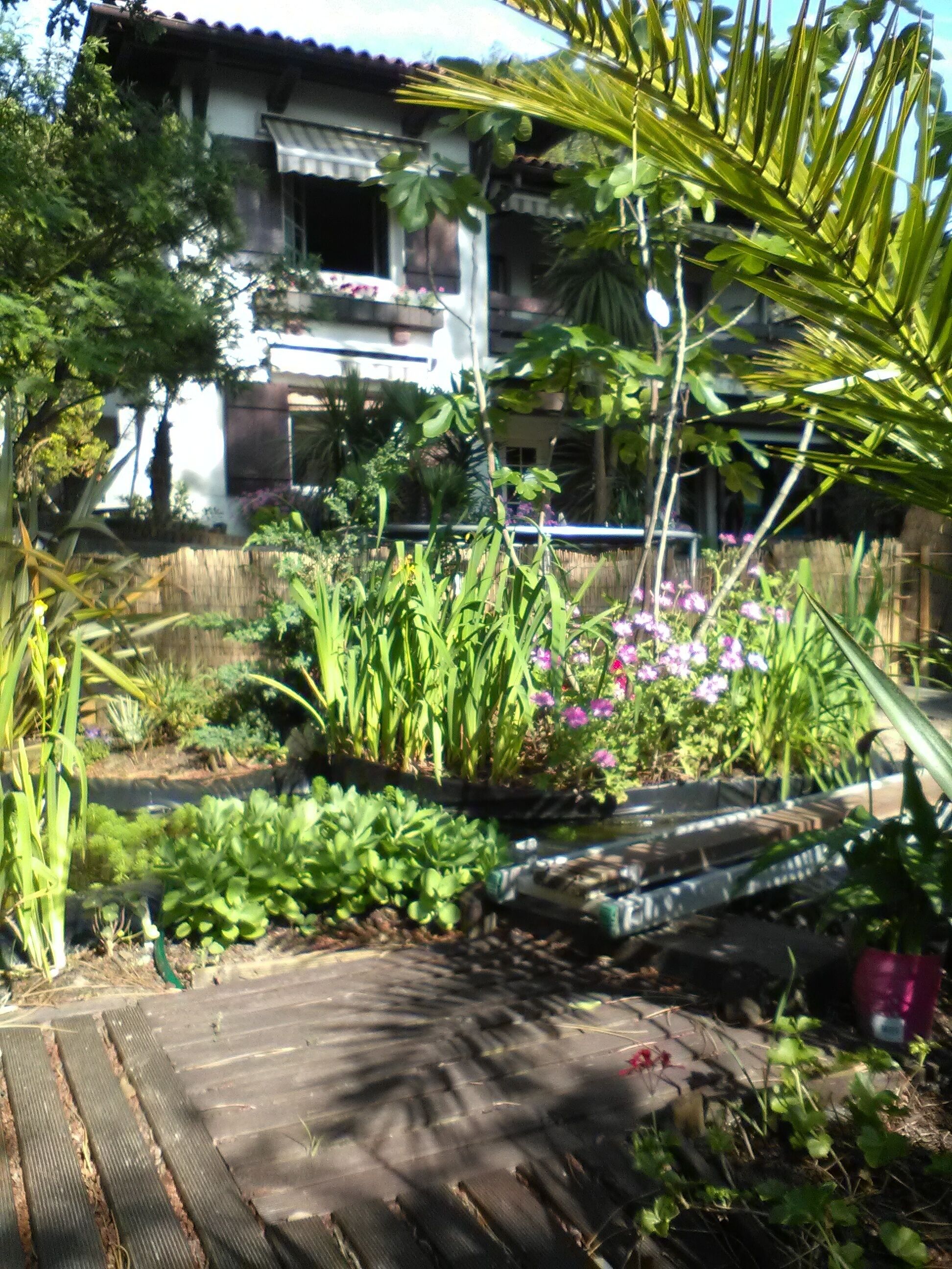 A garden with various plants and flowers, a wooden deck, and a house in the background.