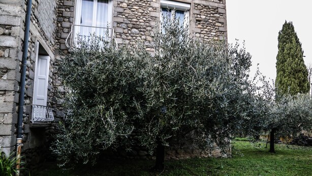 Um edifício de pedra com varanda, rodeado por oliveiras e um cipreste alto.