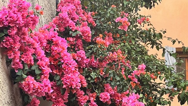 A narrow street with a building on one side and a tree with pink flowers on the other.
