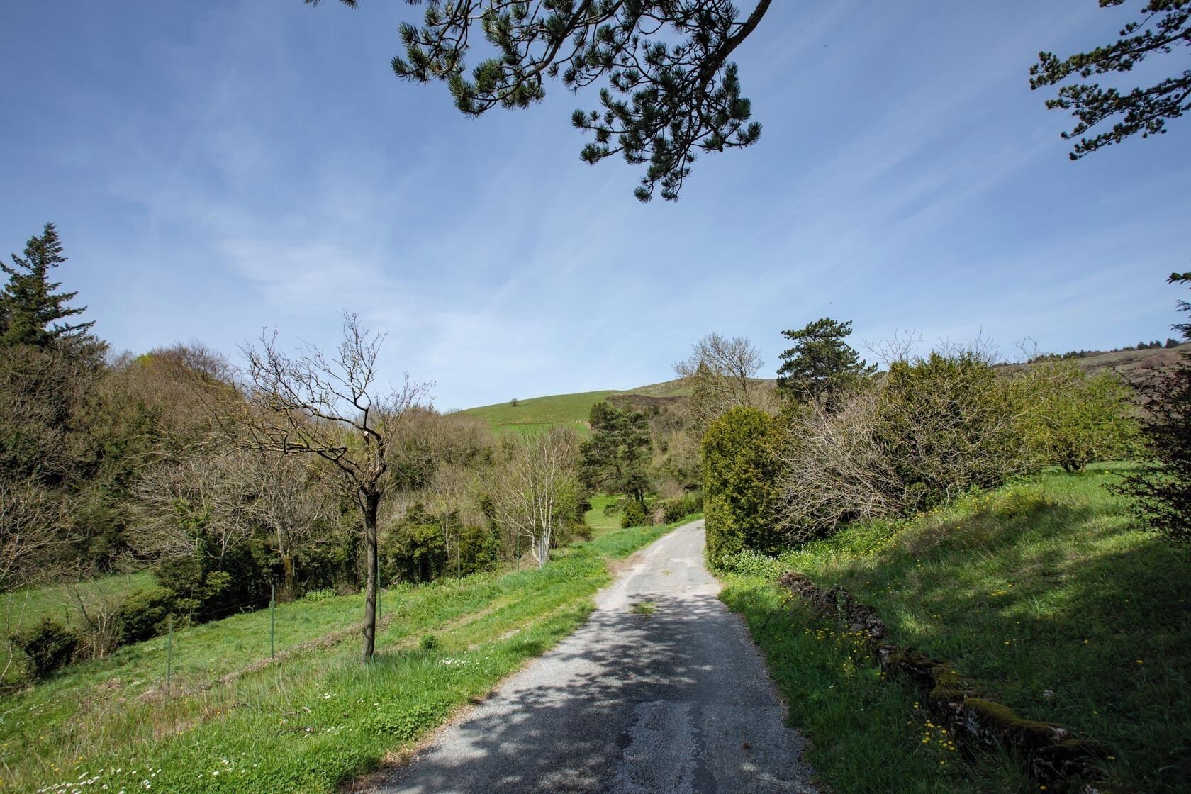 A rural road flanked by trees and grass, leading towards a hill.