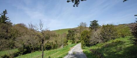Un camino rural bordeado de árboles y hierba, que se dirige hacia una colina.