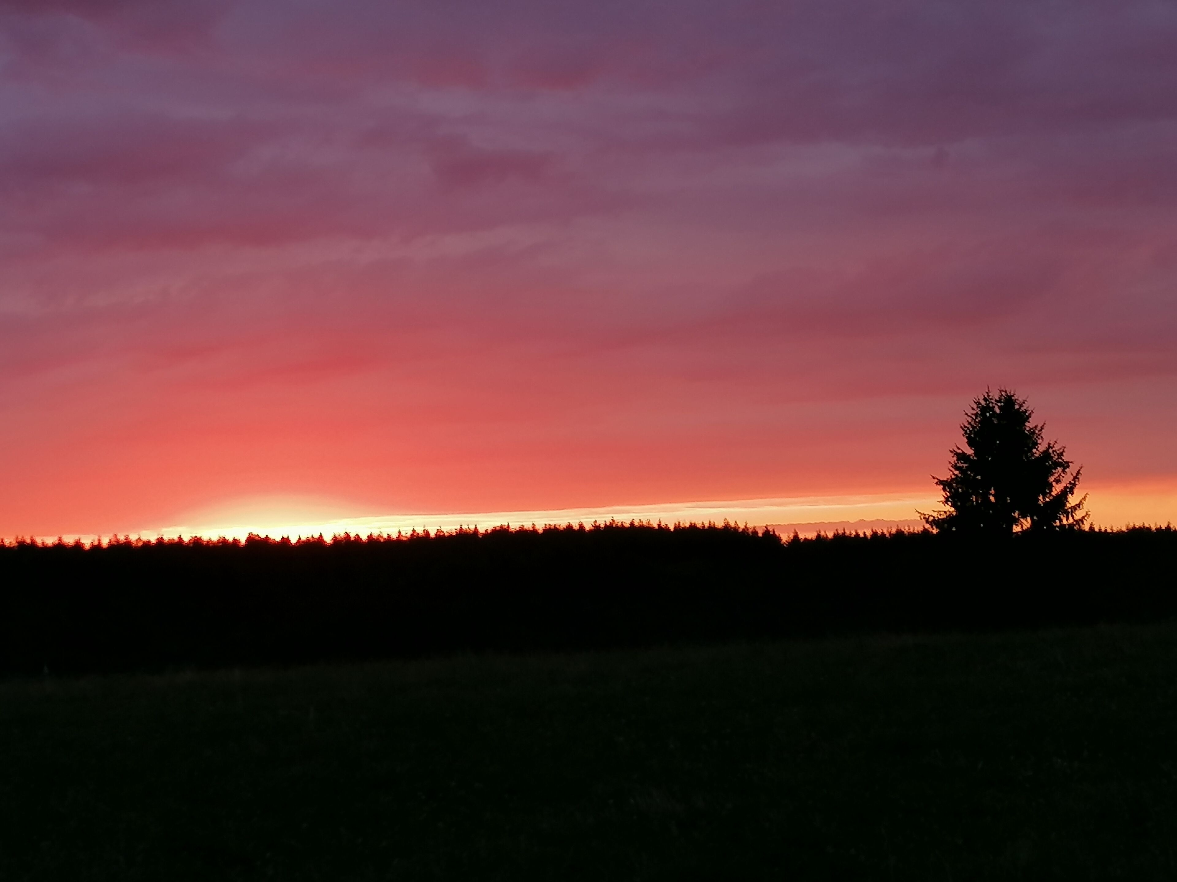 A silhouette of a coniferous tree against a sunset sky.