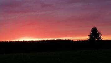 A silhouette of a coniferous tree against a sunset sky.