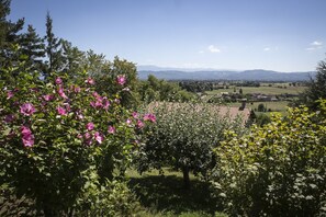 A vineyard with rows of grapevines and a distant view of a town.