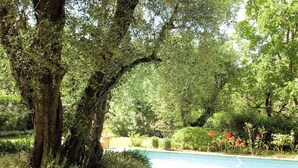 A pool surrounded by lush greenery and trees.