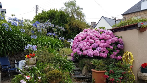 Ein Garten mit verschiedenen topfgestellten Pflanzen und Blumen, darunter ein großer rosa Hortensienstrauch, angeordnet auf einer gepflasterten Terrasse.