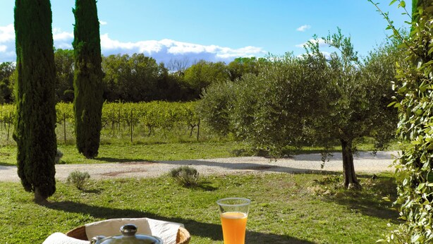 A table set outdoors with a tray of dishes, a glass of orange juice, and a view of a vineyard and mountains in the background.