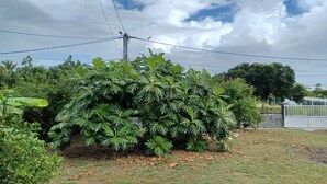 Un jardin luxuriant, verdoyant, avec une grande variété de plantes et une clôture blanche en arrière-plan.