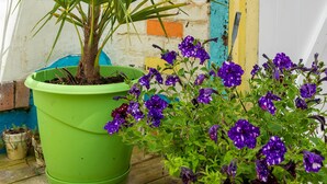 A potted plant with green leaves and purple flowers next to a colorful brick wall.