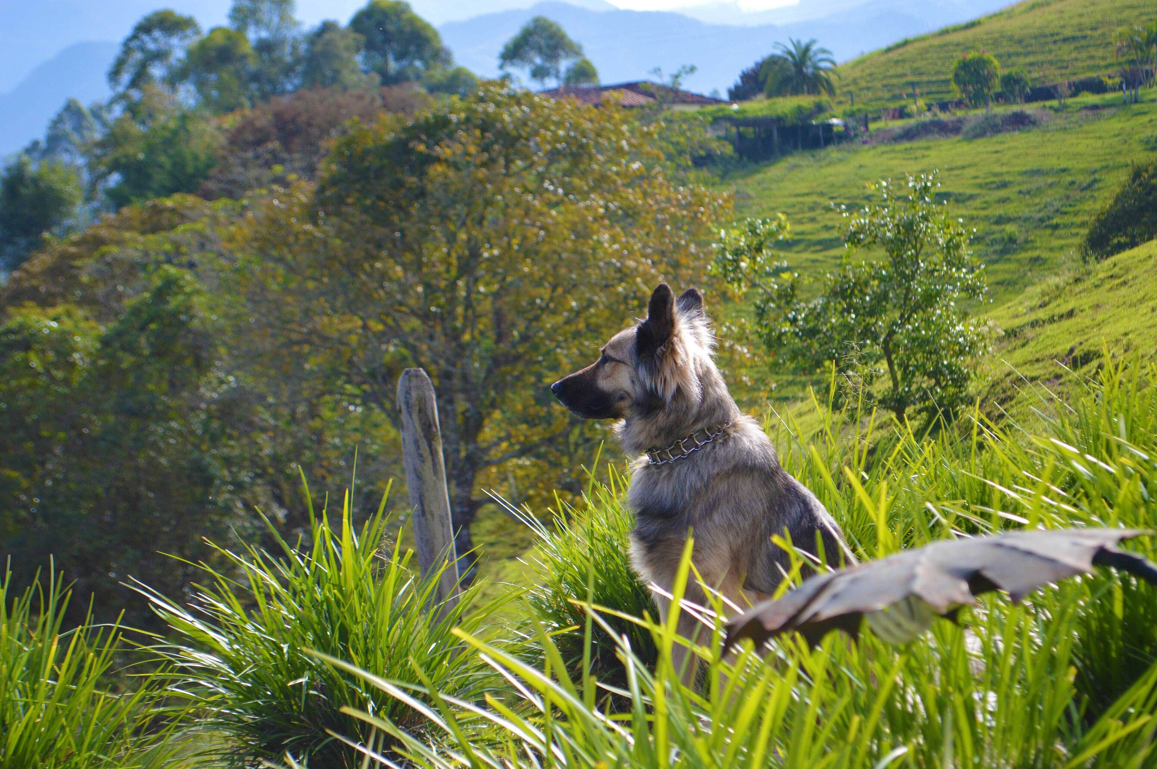 farm 1.5 km from Salento, incredible view