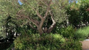A tree with a thick trunk and dense foliage, surrounded by a stone retaining wall. - Superb villa with panoramic sea view Sainte Maxime (Sainte-Maxime)