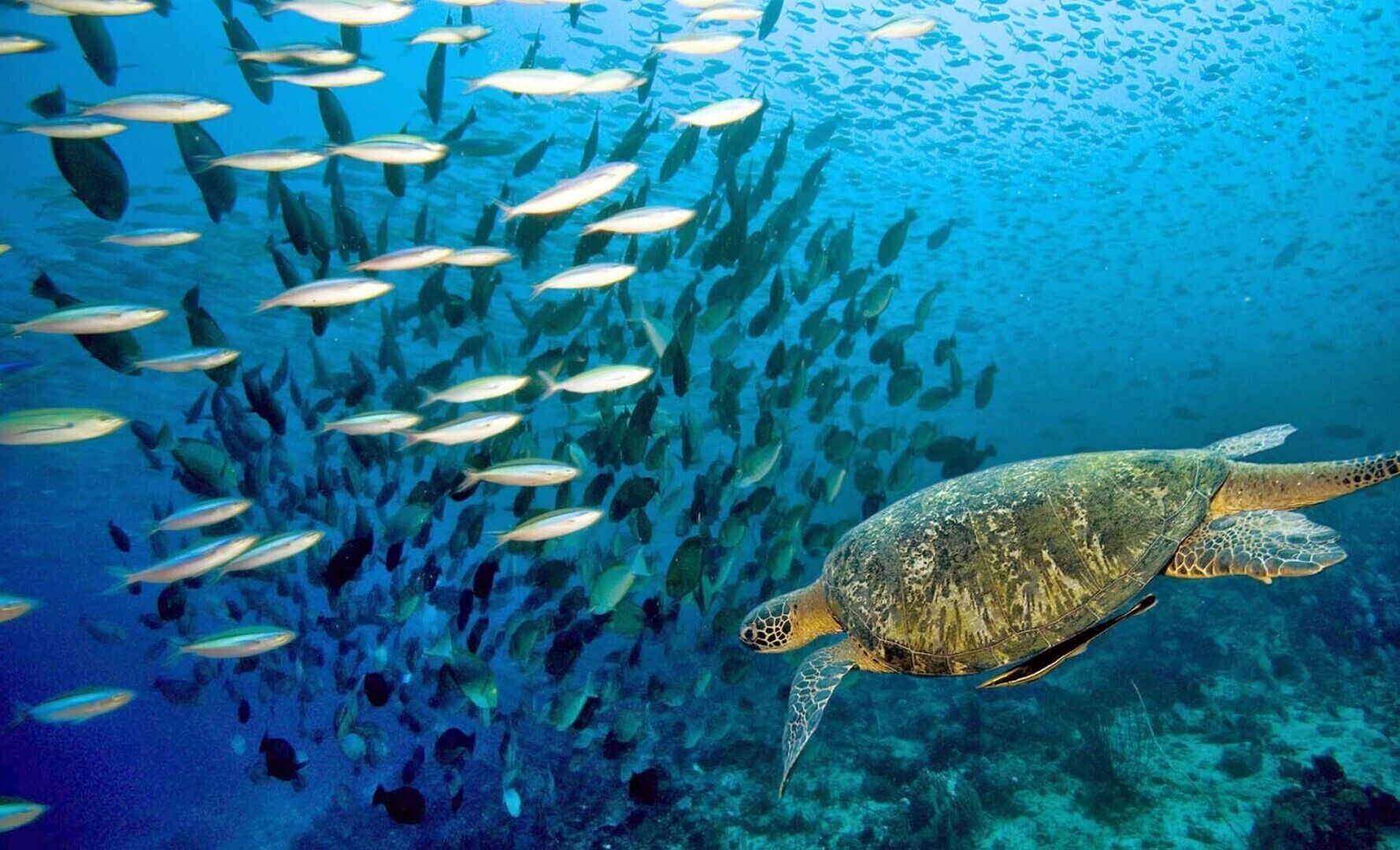 Una tortuga marina nadando entre un banco de peces.