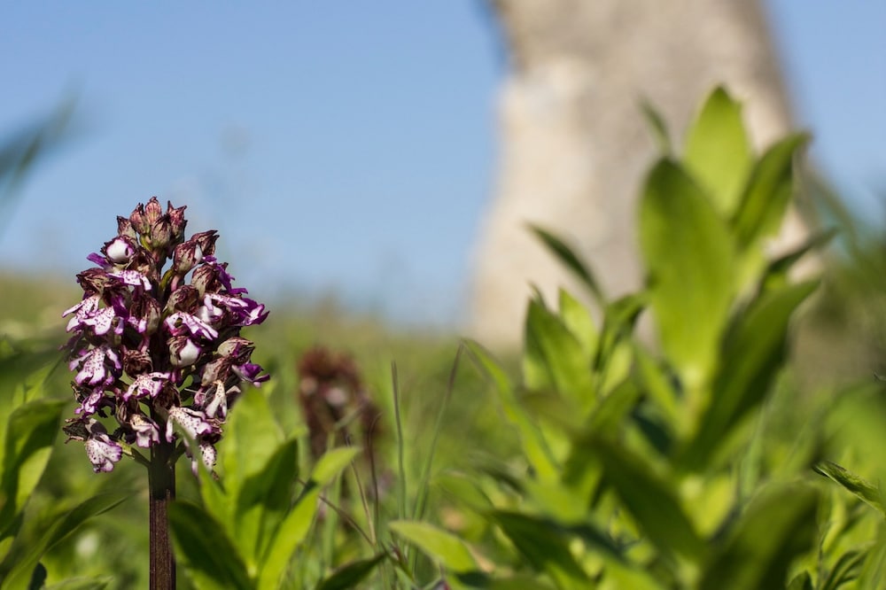 Unusual troglodytede charm