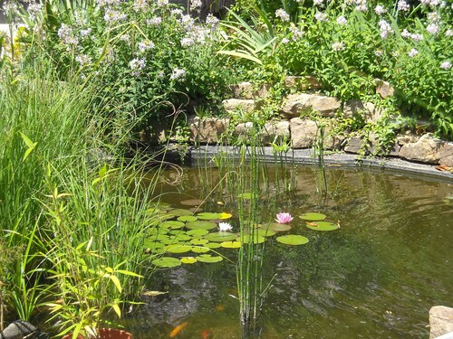 GITE CONFORTABLE - PISCINE  - GRAND JARDIN -BASSES CEVENNES