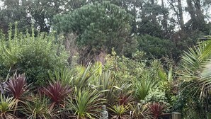 A garden with various plants and a stone wall. - Contemporary villa beach slope privileged site swimming pool (Capbreton)