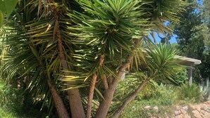 A garden with a palm tree and red flowers. - FACING SOUTH SEA VIEW (Carqueiranne)